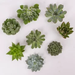 Schnittecheverien-Mix, Ø 8 Cm, 8er-Set