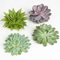 Schnittecheverien-Mix, Ø 12 Cm, 4er-Set