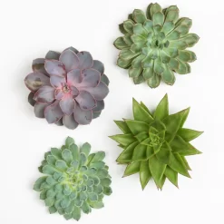 Schnittecheverien-Mix, Ø 12 Cm, 4er-Set -Gartengeschäft 0250103009 Schnittecheverien 4er Set 12 cm WS 2