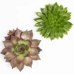 Schnittecheverien-Mix, Ø 16 Cm, 2er-Set -Gartengeschäft 0250103010 Schnittecheverien 2er Set 16 cm WS 2