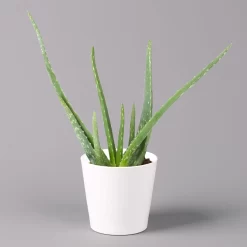 Aloe Vera In Keramiktopf Dallas Weiß, Topf-Ø 12 Cm, Höhe Ca. 20-35 Cm