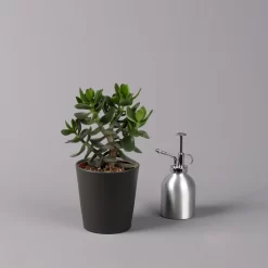 Geldbaum In Keramiktopf Anthrazit, Verschiedene Formen, Topf-Ø 12cm, 3er-Set 26 Geldbaum In Keramiktopf Anthrazit, Verschiedene Formen, Topf-Ø 12cm, 3er-Set -Gartengeschäft 0250103050 Crassula ov Topf Dallas anthrazit 3er Set 10