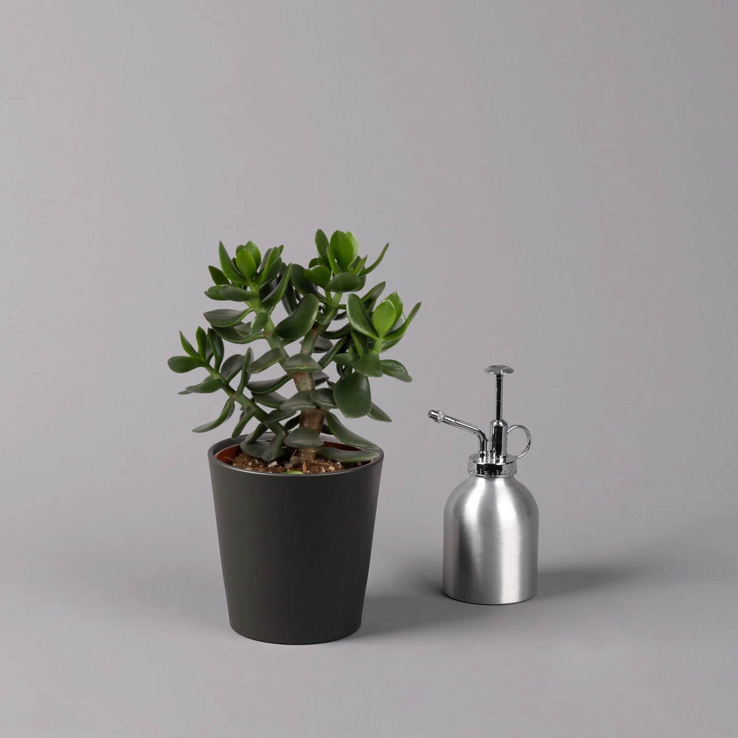 Geldbaum In Keramiktopf Anthrazit, Verschiedene Formen, Topf-Ø 12cm, 3er-Set 12 Geldbaum In Keramiktopf Anthrazit, Verschiedene Formen, Topf-Ø 12cm, 3er-Set – Bild 12