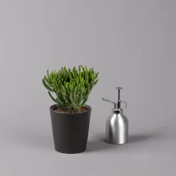 Geldbaum In Keramiktopf Anthrazit, Verschiedene Formen, Topf-Ø 12cm, 3er-Set 18 Geldbaum In Keramiktopf Anthrazit, Verschiedene Formen, Topf-Ø 12cm, 3er-Set -Gartengeschäft 0250103050 Crassula ov Topf Dallas anthrazit 3er Set 4