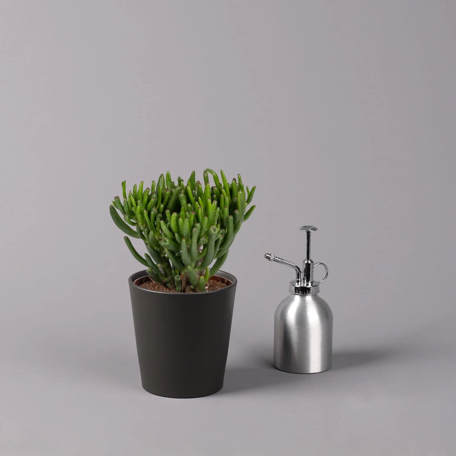 Geldbaum In Keramiktopf Anthrazit, Verschiedene Formen, Topf-Ø 12cm, 3er-Set 4 Geldbaum In Keramiktopf Anthrazit, Verschiedene Formen, Topf-Ø 12cm, 3er-Set – Bild 4