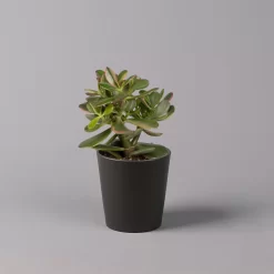 Geldbaum In Keramiktopf Anthrazit, Verschiedene Formen, Topf-Ø 12cm, 3er-Set 20 Geldbaum In Keramiktopf Anthrazit, Verschiedene Formen, Topf-Ø 12cm, 3er-Set -Gartengeschäft 0250103050 Crassula ov Topf Dallas anthrazit 3er Set 5