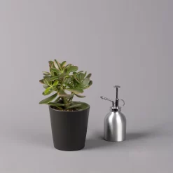 Geldbaum In Keramiktopf Anthrazit, Verschiedene Formen, Topf-Ø 12cm, 3er-Set 22 Geldbaum In Keramiktopf Anthrazit, Verschiedene Formen, Topf-Ø 12cm, 3er-Set -Gartengeschäft 0250103050 Crassula ov Topf Dallas anthrazit 3er Set 7