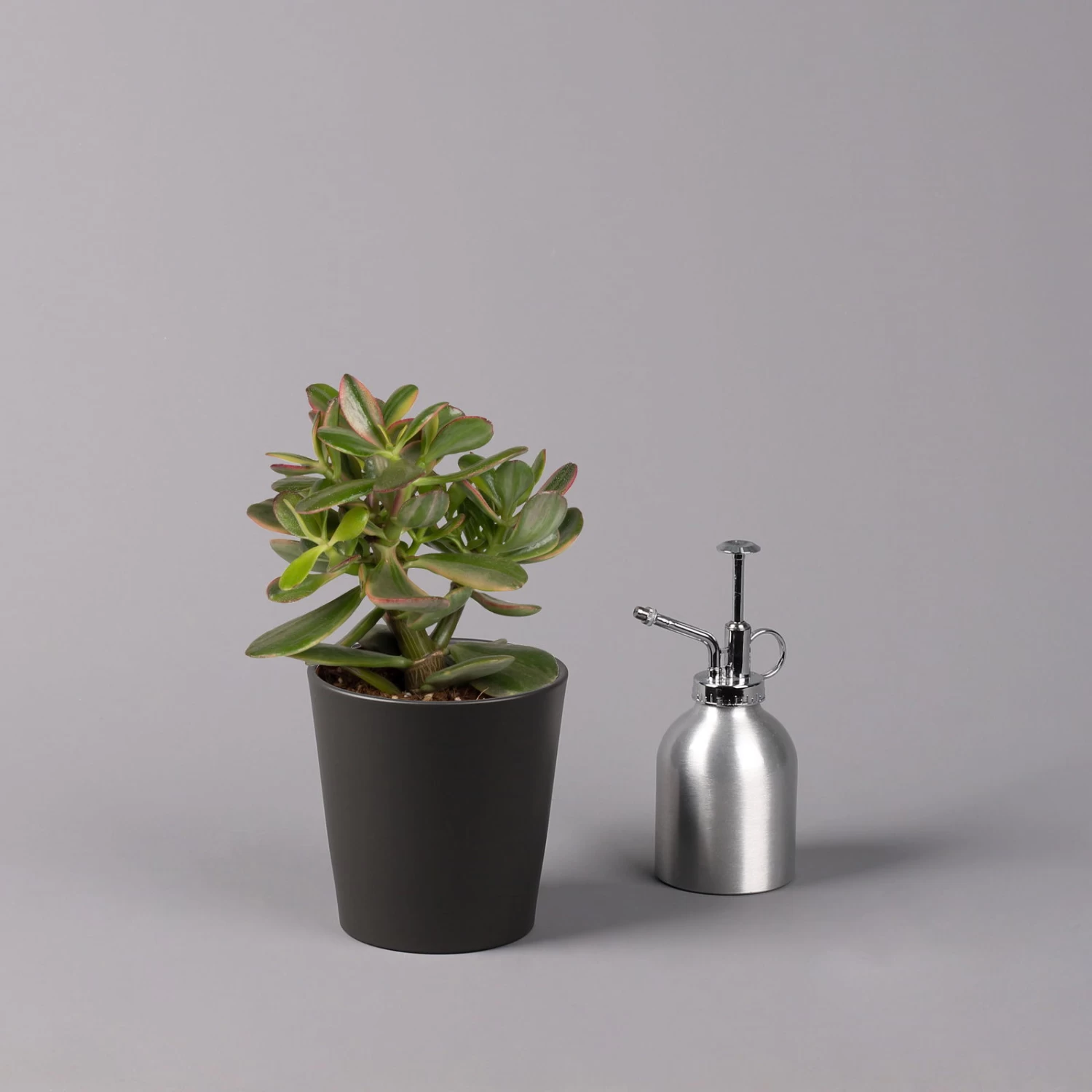 Geldbaum In Keramiktopf Anthrazit, Verschiedene Formen, Topf-Ø 12cm, 3er-Set 8 Geldbaum In Keramiktopf Anthrazit, Verschiedene Formen, Topf-Ø 12cm, 3er-Set – Bild 8