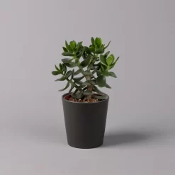 Geldbaum In Keramiktopf Anthrazit, Verschiedene Formen, Topf-Ø 12cm, 3er-Set 24 Geldbaum In Keramiktopf Anthrazit, Verschiedene Formen, Topf-Ø 12cm, 3er-Set -Gartengeschäft 0250103050 Crassula ov Topf Dallas anthrazit 3er Set 8