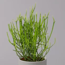 Bleistiftstrauch, Topf-Ø 13 Cm, Höhe Ca. 28 Cm, 2er-Set -Gartengeschäft 0250103247 Euphorbia tirucalli 13cm 2er Set 3