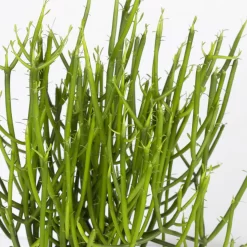 Bleistiftstrauch, Topf-Ø 13 Cm, Höhe Ca. 28 Cm, 2er-Set -Gartengeschäft 0250103247 Euphorbia tirucalli 2er Set 2