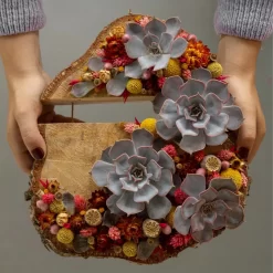 Schnittecheverien-Mix, Ø 8 Cm, 8er-Set -Gartengeschäft 0250103364 Echeveria Mix 7 10cm in DIY Box 6 117174