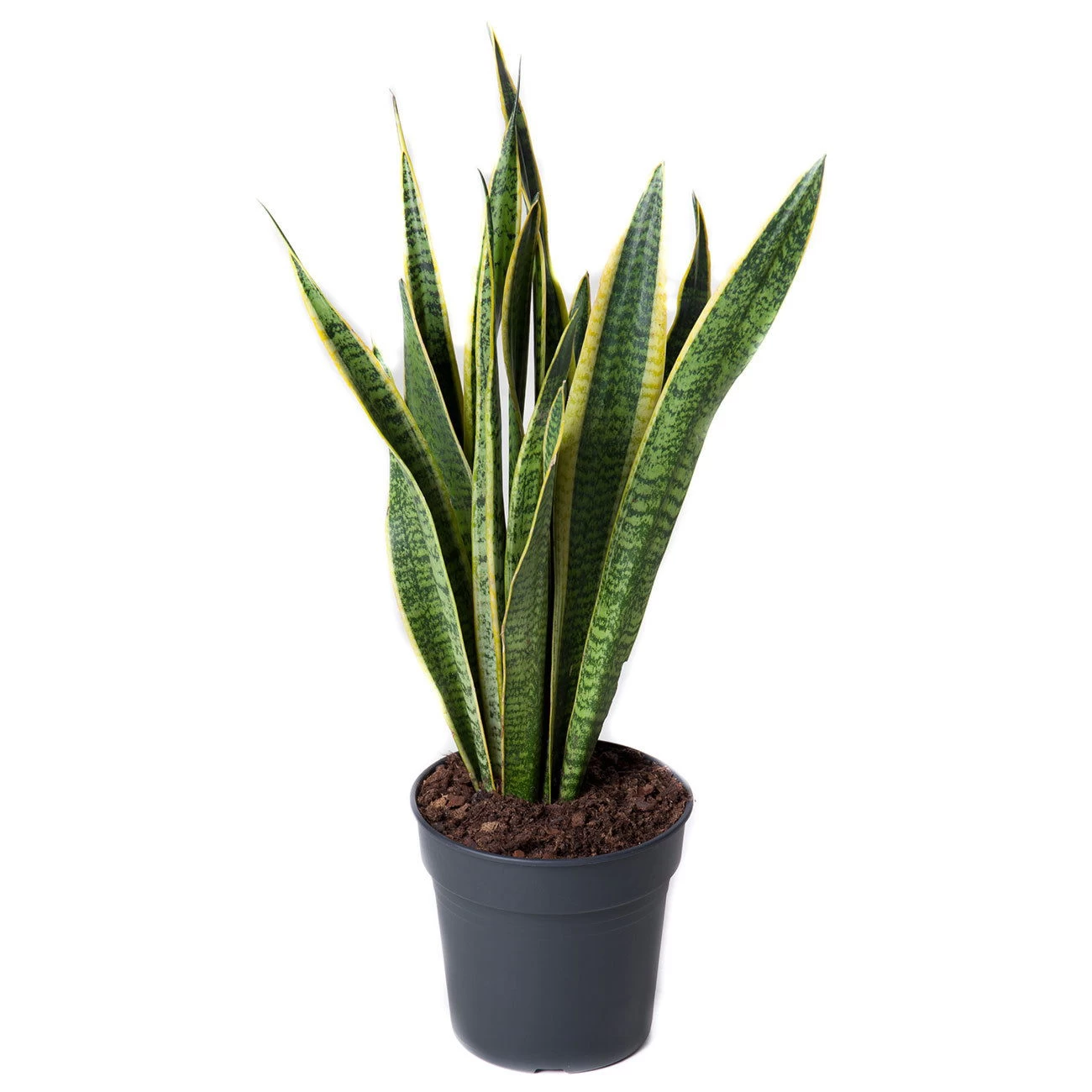 Bogenhanf, Topf-Ø 17 Cm, Höhe Ca. 50 Cm 1 Bogenhanf, Topf-Ø 17 Cm, Höhe Ca. 50 Cm