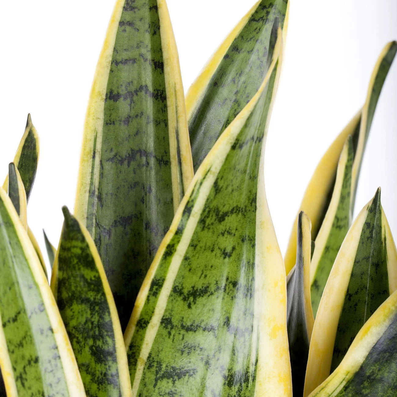 Bogenhanf, Topf-Ø 17 Cm, Höhe Ca. 50 Cm 2 Bogenhanf, Topf-Ø 17 Cm, Höhe Ca. 50 Cm – Bild 2