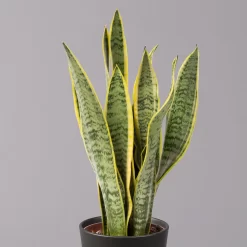 Bogenhanf In Keramiktopf Anthrazit, Topf-Ø 12 Cm, Höhe Ca. 35-45 Cm, 3er-Set -Gartengeschäft 0250200718 Sansev Laurentii Dallas anthrazit 2