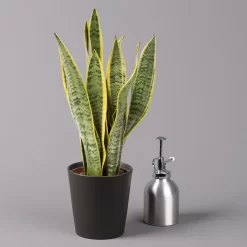 Bogenhanf In Keramiktopf Anthrazit, Topf-Ø 12 Cm, Höhe Ca. 35-45 Cm, 3er-Set -Gartengeschäft 0250200718 Sansev Laurentii Dallas anthrazit 3