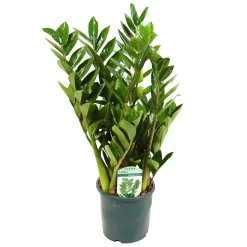 Neue Produkte -Gartengeschäft 0250300075 Zamioculcas zamiifolia Lucky 17cm T H 50cm