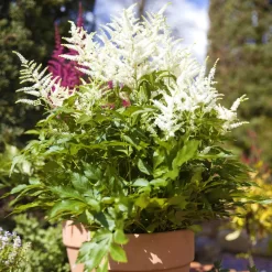 Bio Prachtspiere Weiß, Topf-Ø 11 Cm, 3er-Set