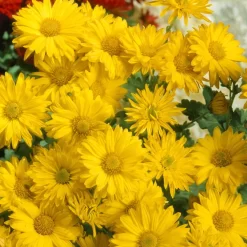 Bio Winteraster Gelb, Topf-Ø 11 Cm, 3er-Set