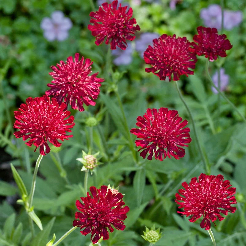 Bio Witwenblume Rot, Topf-Ø 11 Cm, 3er-Set