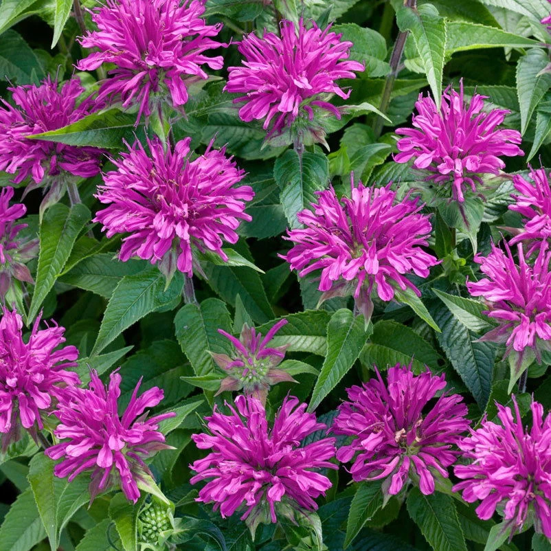 Bio Indianernessel Violett, Topf-Ø 11 Cm, 3er-Set