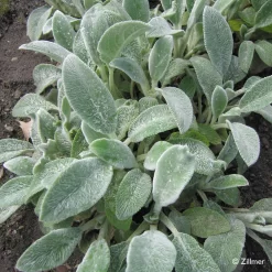 Bio Woll-Ziest 'Silver Carpet' Rosa-violett, Topf-Ø 11 Cm, 3er-Set 10 Bio Woll-Ziest 'Silver Carpet' Rosa-violett, Topf-Ø 11 Cm, 3er-Set -Gartengeschäft 0310106060 Stachys byzantina Silver Carpet Copyright 46510