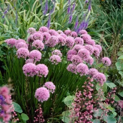 Bio Berglauch Hellrosa, Topf-Ø 11 Cm, 3er-Set