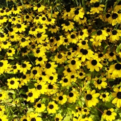 Bio Sonnenhut Gelb, Topf-Ø 11 Cm, 3er-Set