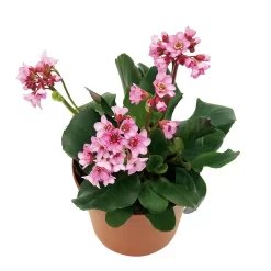 Bio Bergenie 'Rosenkristall' Rosa, Top-Ø 12 Cm, 3er-Set -Gartengeschäft 0310500981 Bergenia Rosenkristall Bluete 46346