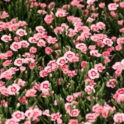 Stauden Nelken 'Peach Party®' Apricot Mit Rotem Auge, Topf-Ø 10,5 Cm, 6er-Set -Gartengeschäft 0310501038 Dianthus Peach Party 3er Set2 87648