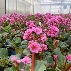 Bio Bergenie 'Rosenkristall' Rosa, Top-Ø 12 Cm, 3er-Set -Gartengeschäft 0319100240 bergenia cord. rosenkristall 7 121724