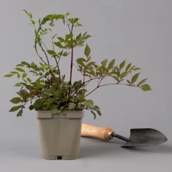 Bio Prachtspiere Weiß, Topf-Ø 11 Cm, 3er-Set -Gartengeschäft 0319100264 astilbe arendsii weiss 125683