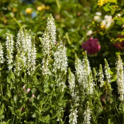 Bio Salvia Nemorosa 'Adrian' Weiß, Topf-Ø 11 Cm, 3er-Set