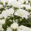 Aster Novi-belgii, Weiss Gefüllt, Topf-Ø 12 Cm, 6er-Set