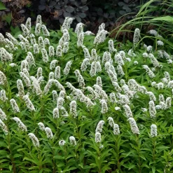 Titelseite -Gartengeschäft 0319100539 Lysimachia clethroides weiss 120377