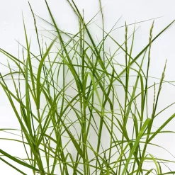 Bio Palmwedel-Segge Rotbraun, Topf-Ø 11 Cm, 3er-Set -Gartengeschäft 0319100543 carex muskingumensis 6 125007