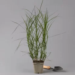 Bio Palmwedel-Segge Rotbraun, Topf-Ø 11 Cm, 3er-Set -Gartengeschäft 0319100543 carex muskingumensis 125705