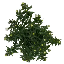 Aster Novi-belgii, Weiss Gefüllt, Topf-Ø 12 Cm, 6er-Set 11 Aster Novi-belgii, Weiss Gefüllt, Topf-Ø 12 Cm, 6er-Set -Gartengeschäft 0319200001 Aster novi belgii T12 weiss gefuellt 3er Set WS 5 95808