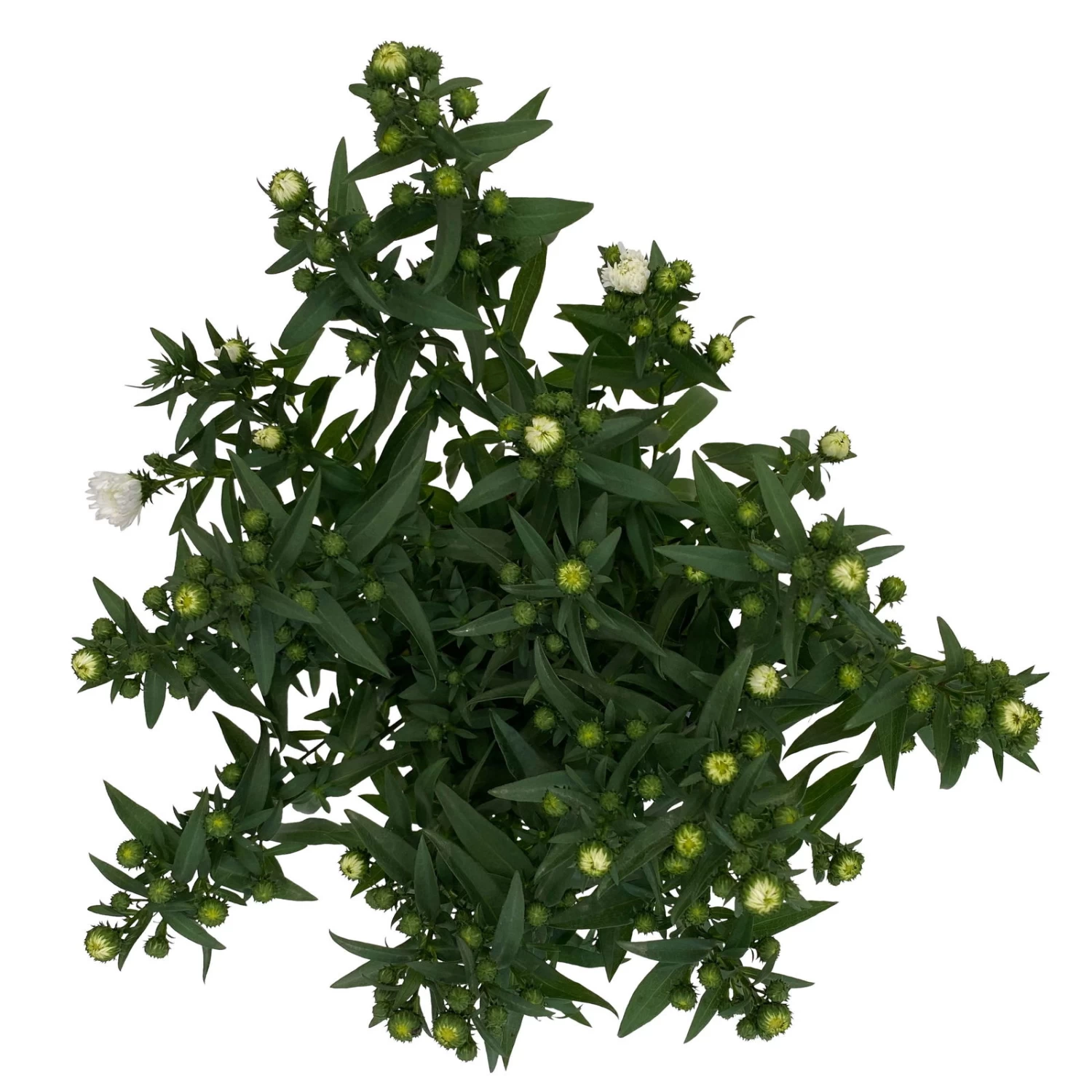 Aster Novi-belgii, Weiss Gefüllt, Topf-Ø 12 Cm, 6er-Set 5 Aster Novi-belgii, Weiss Gefüllt, Topf-Ø 12 Cm, 6er-Set – Bild 5