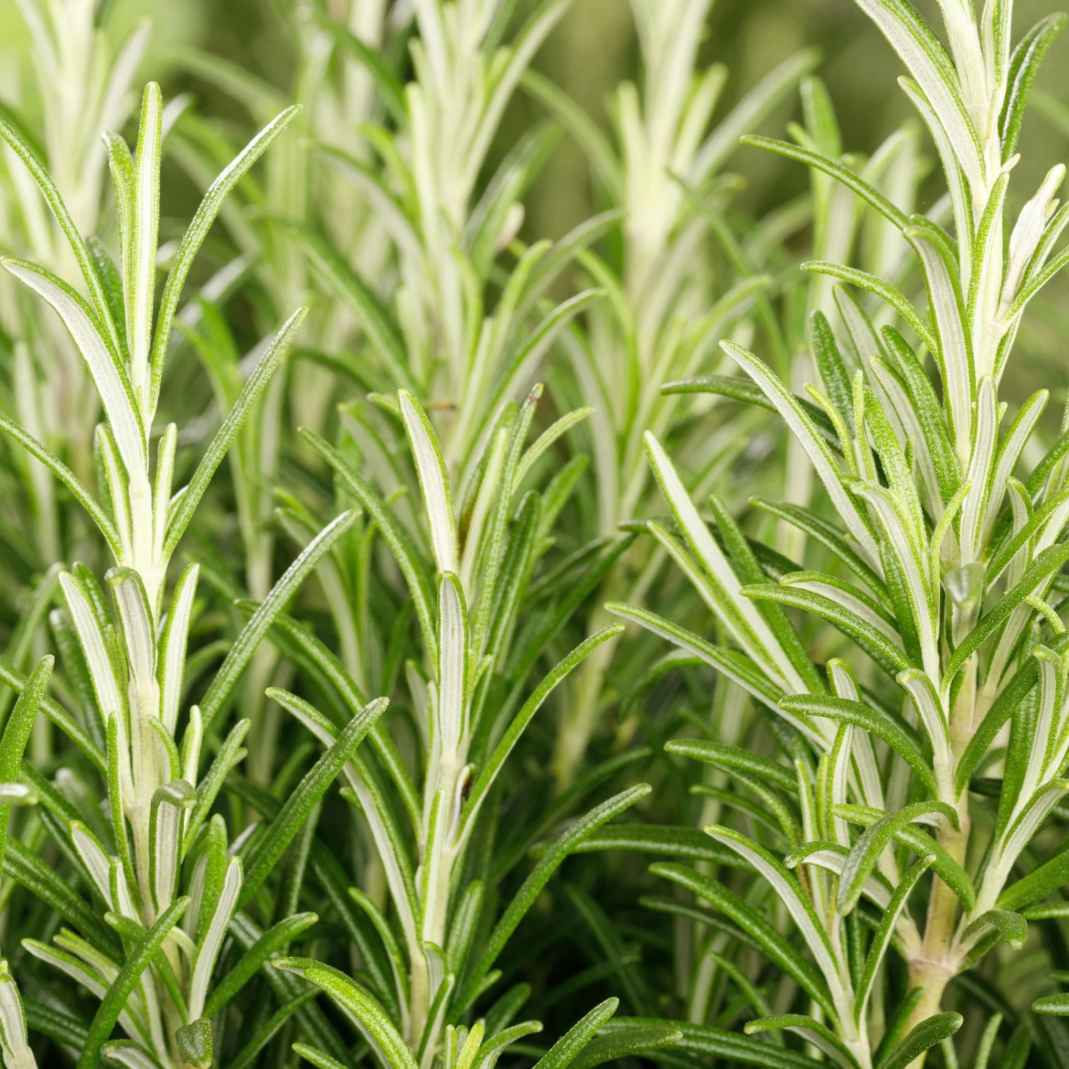 Rosmarin, Ballen-Ø Ca. 7 Cm, 2x 6er-Tray=12 Pflanzen 2 Rosmarin, Ballen-Ø Ca. 7 Cm, 2x 6er-Tray=12 Pflanzen – Bild 2