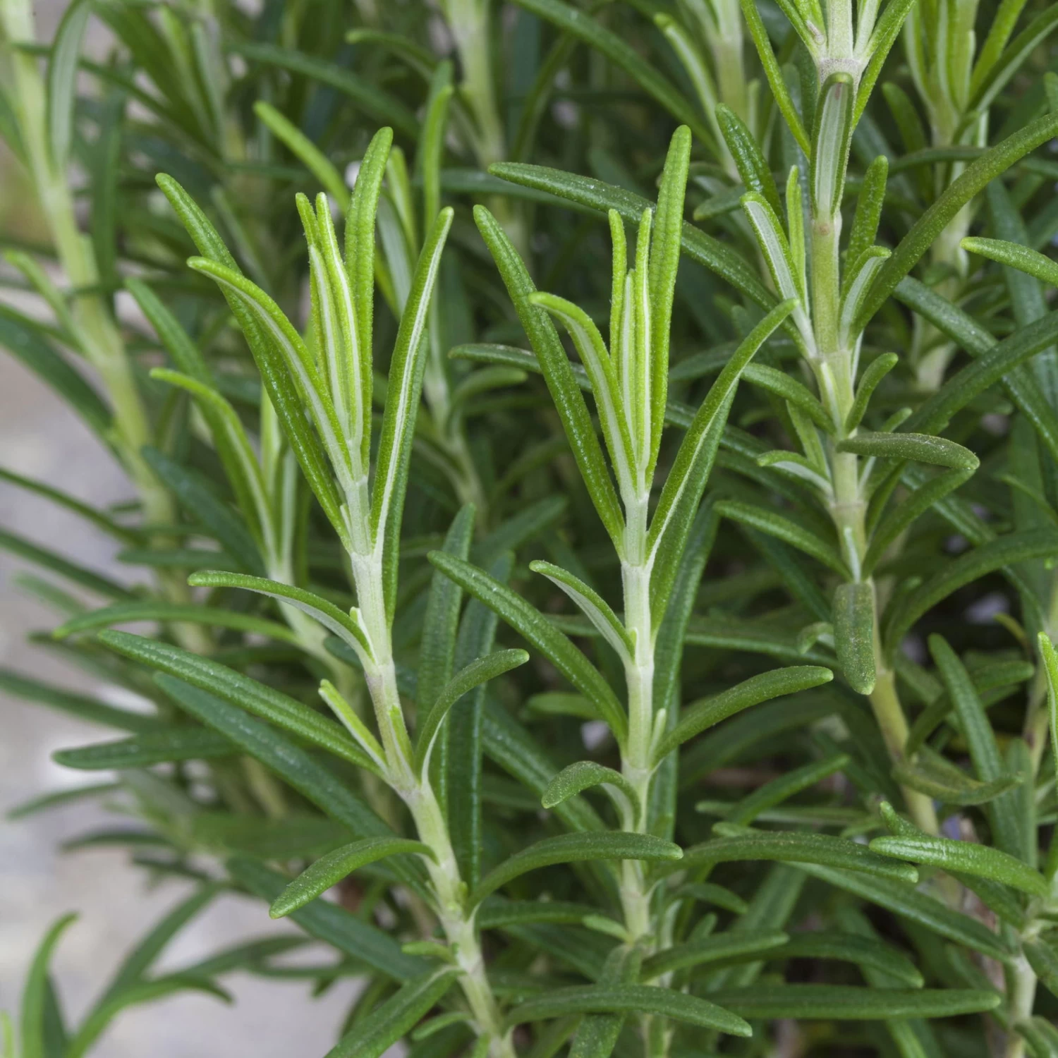 Rosmarin, Ballen-Ø Ca. 7 Cm, 2x 6er-Tray=12 Pflanzen 3 Rosmarin, Ballen-Ø Ca. 7 Cm, 2x 6er-Tray=12 Pflanzen – Bild 3