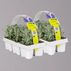 Lavendel, Ballen-Ø Ca. 7 Cm, 2x 6er-Tray
