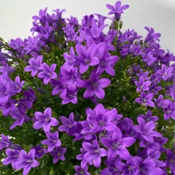 Glockenblume 'Ambella® Purple' Lilablau, Topf-Ø 15 Cm, 3er-Set 12 Glockenblume 'Ambella® Purple' Lilablau, Topf-Ø 15 Cm, 3er-Set -Gartengeschäft 0319200106 campanula portenschlagiana ambella purple 8 125042