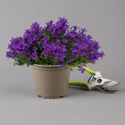 Glockenblume 'Ambella® Purple' Lilablau, Topf-Ø 15 Cm, 3er-Set 11 Glockenblume 'Ambella® Purple' Lilablau, Topf-Ø 15 Cm, 3er-Set -Gartengeschäft 0319200106 campanula portenschlagiana ambella purple f 126069