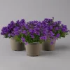 Glockenblume 'Ambella® Purple' Lilablau, Topf-Ø 15 Cm, 3er-Set