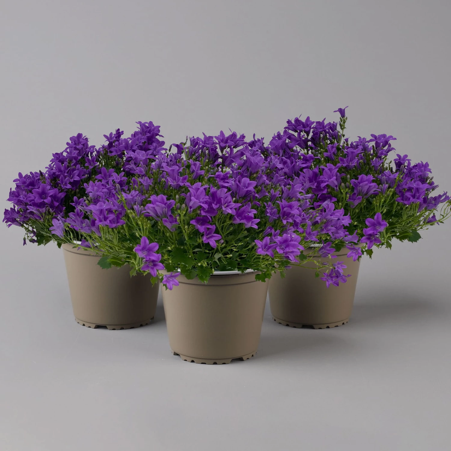 Glockenblume 'Ambella® Purple' Lilablau, Topf-Ø 15 Cm, 3er-Set 1 Glockenblume 'Ambella® Purple' Lilablau, Topf-Ø 15 Cm, 3er-Set