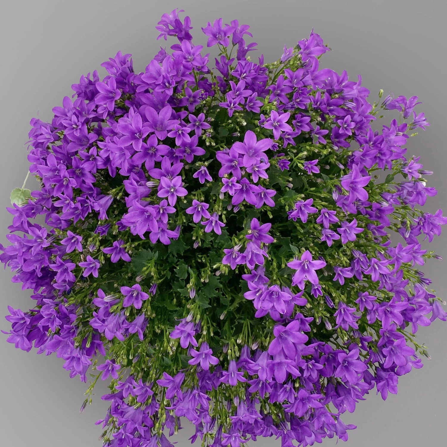 Glockenblume 'Ambella® Purple' Lilablau, Topf-Ø 15 Cm, 3er-Set 2 Glockenblume 'Ambella® Purple' Lilablau, Topf-Ø 15 Cm, 3er-Set – Bild 2