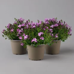 Glockenblume 'Ambella® Pink' Rosa, Topf-Ø 15 Cm, 3er-Set