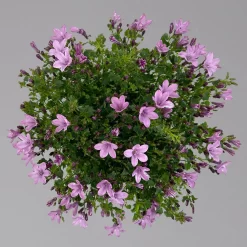 Glockenblume 'Ambella® Pink' Rosa, Topf-Ø 15 Cm, 3er-Set -Gartengeschäft 0319200163 campanula ambella pink 3 124074