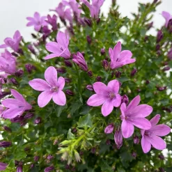 Glockenblume 'Ambella® Pink' Rosa, Topf-Ø 15 Cm, 3er-Set -Gartengeschäft 0319200163 campanula ambella pink 10 123849